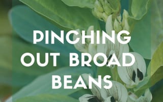 Pinching out broad beans