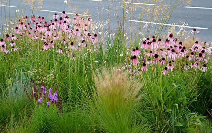 A prairie garden at the roadside