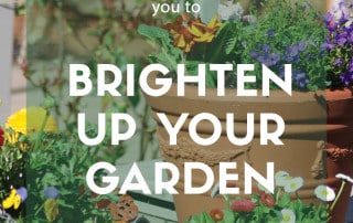 Spring colour for your garden brighten up the space