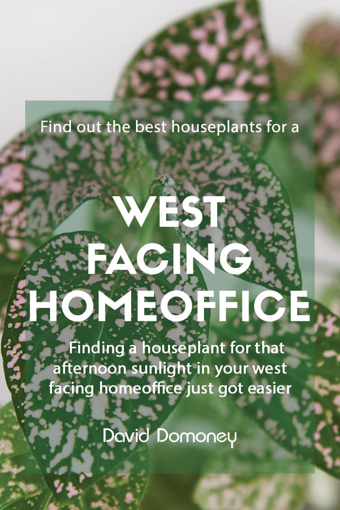 plants for west-facing home office feature image