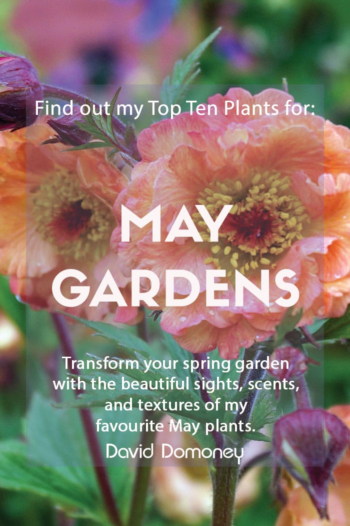 Top 10 plants for May Gardens - Feature Image