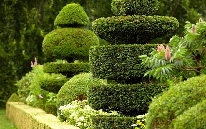 Trimmed topiary