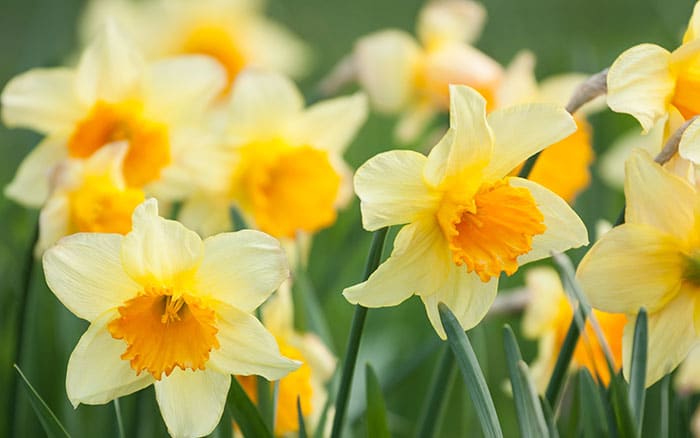Daffodils - narcissus