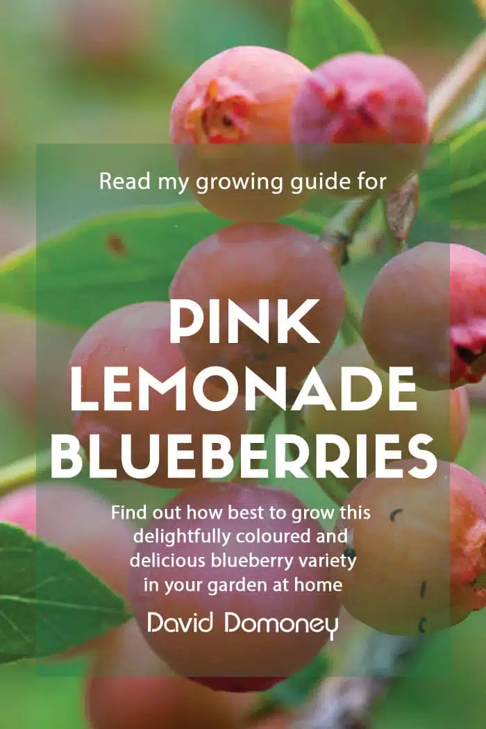 Pink lemonade blueberries how to grow feature