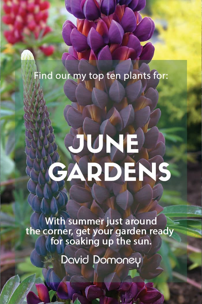 Top ten plants for june gardens - feature image