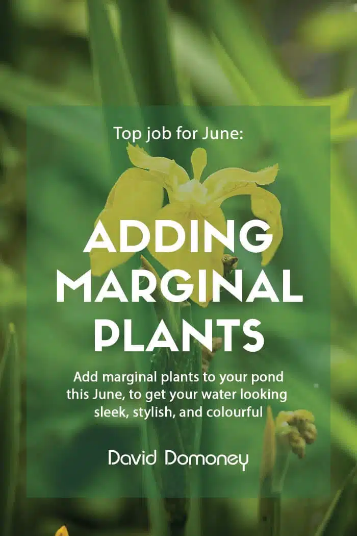 Adding marginal plants to your pond - feature image