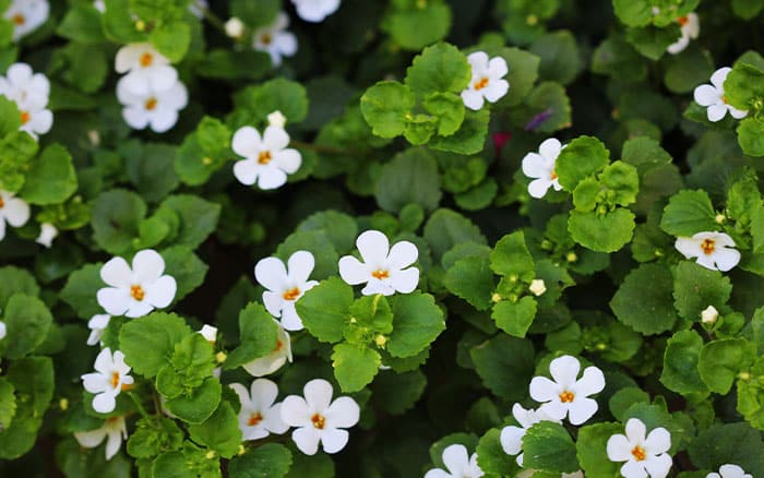 Bacopa