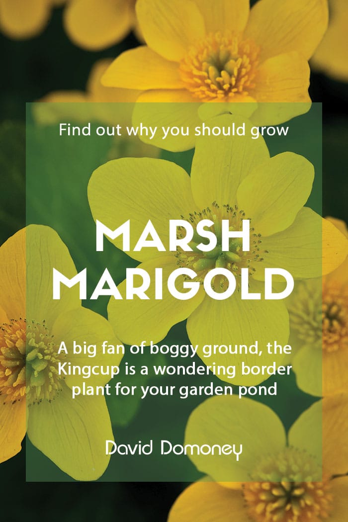 Marsh Marigold feature
