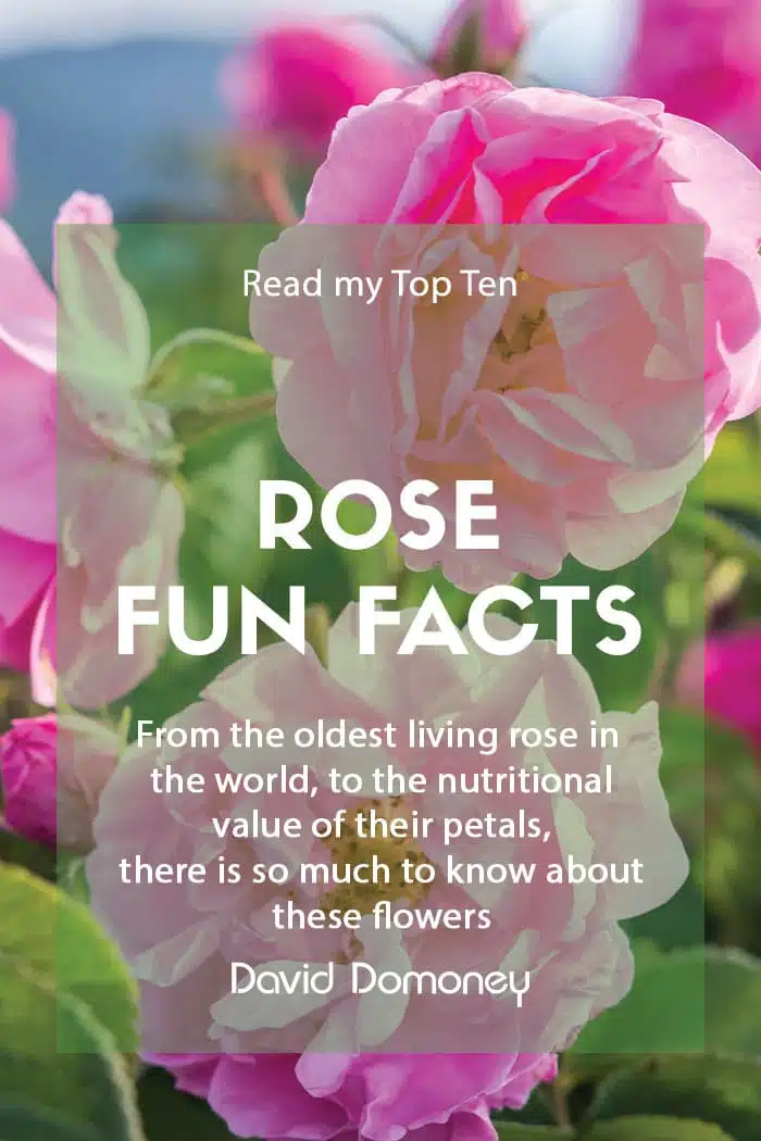 Fun Facts about Roses Feature