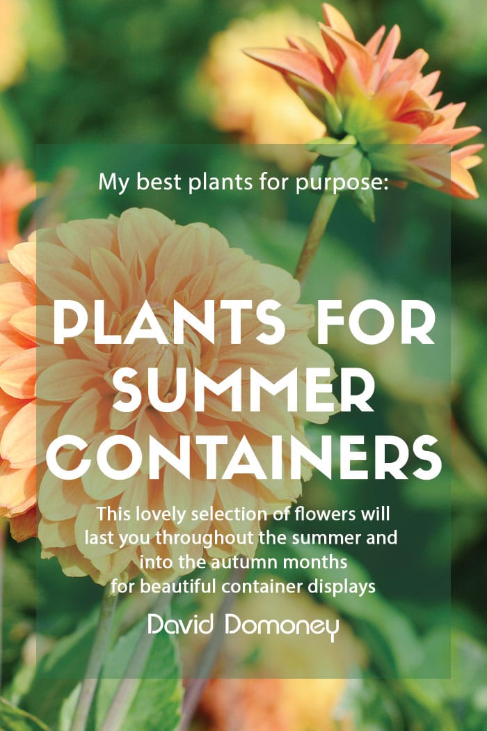 Summer containers feature