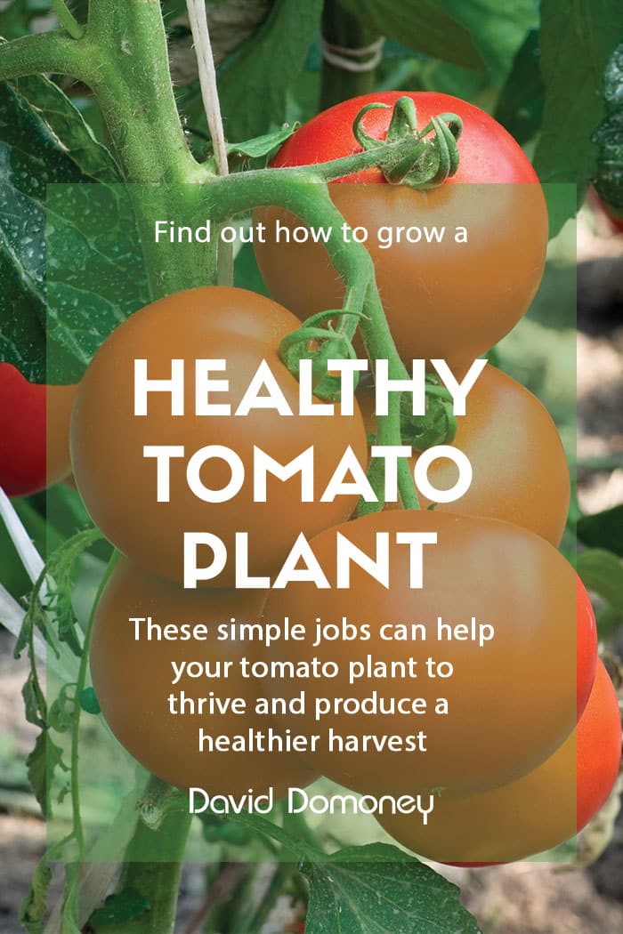 tomato plant feature