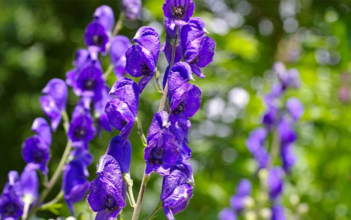 Aconitum napellus monkshood wolfsbane aconite