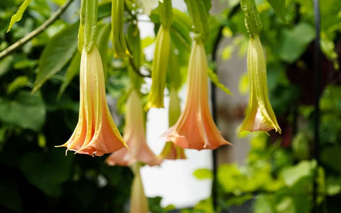 Brugmansia angel's trumpet