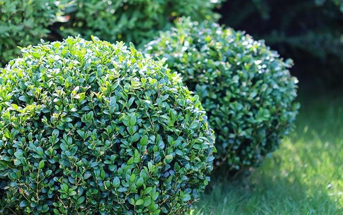 buxus sempervirens common box plant