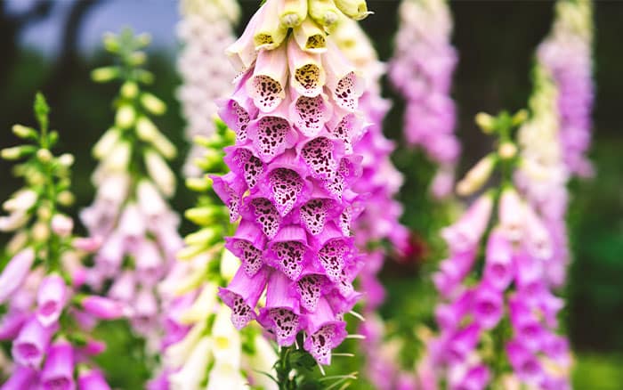 Digitalis purpurea (Foxglove)