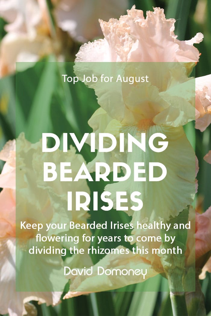 Dividing bearded irises feature