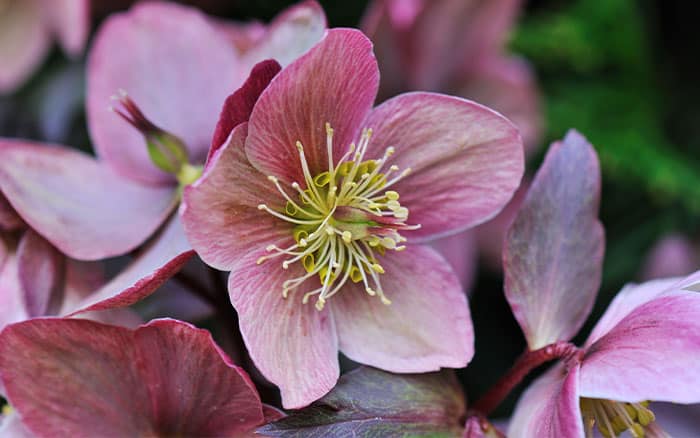 Helleborus hellebore