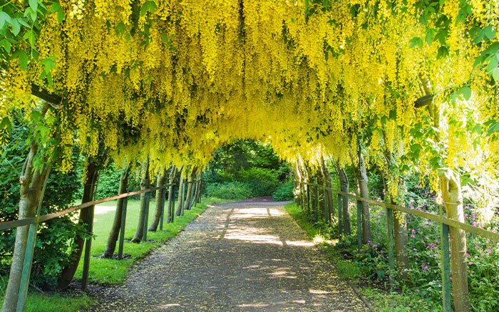 laburnum common laburnum