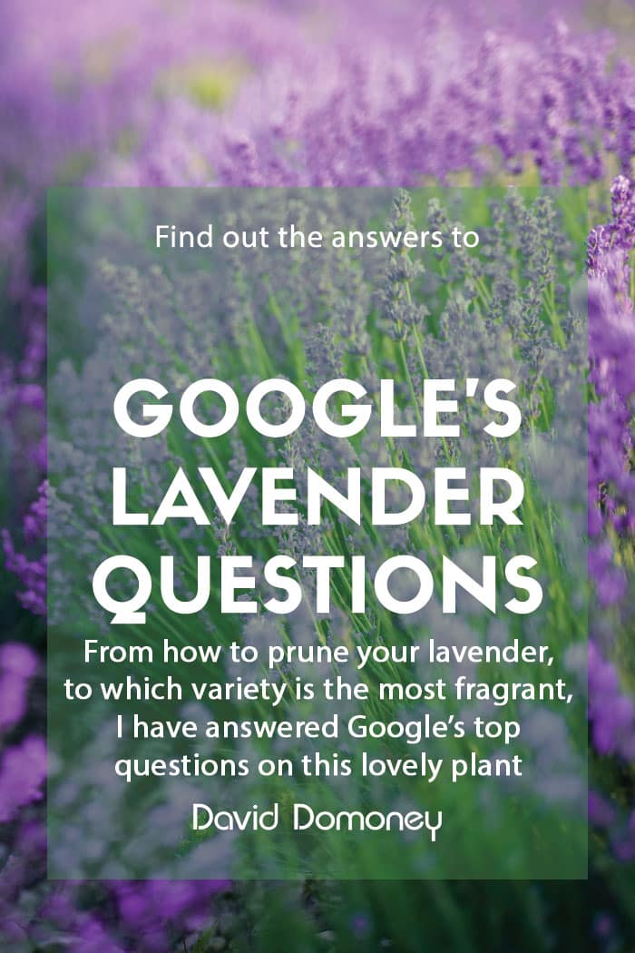 google lavender feature