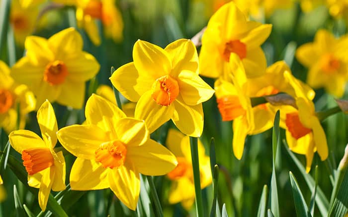 Narcissus daffodil