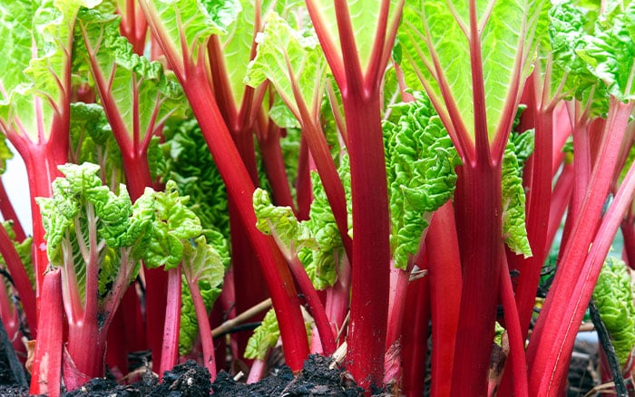 Rheum rhabarbarum Rhubarb