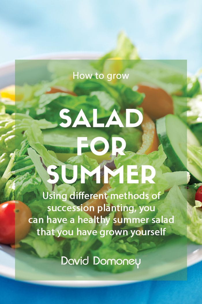 growing salad feature image