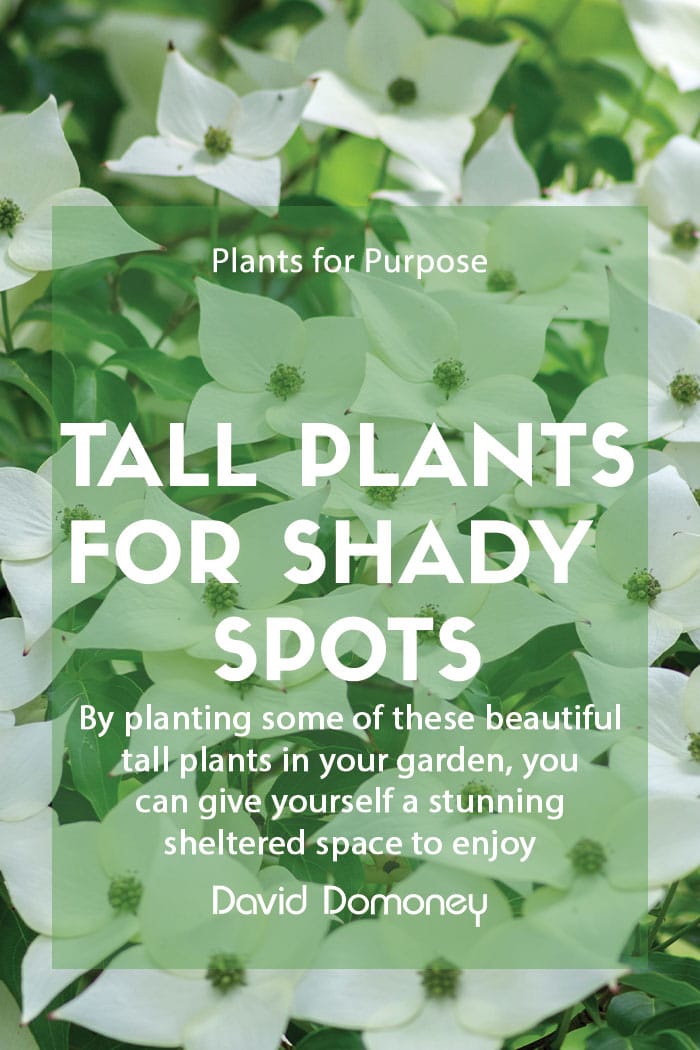 tall plants for shady spots feature image