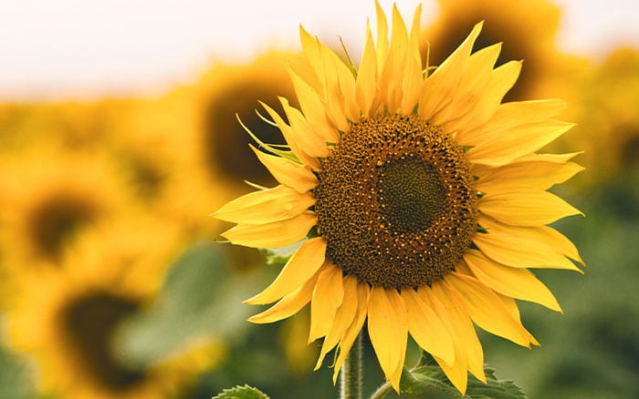 Larger annual sunflower variety