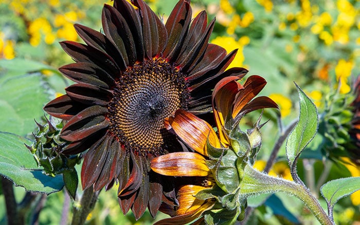 Bronze Sunflower