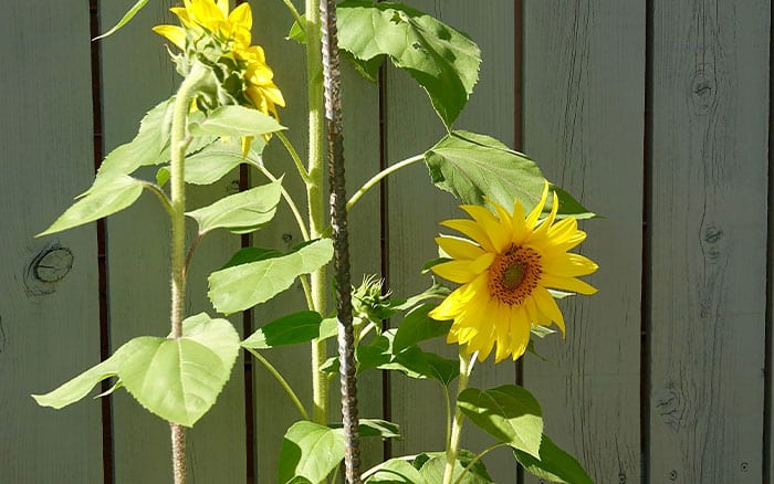 Staking a sunflower