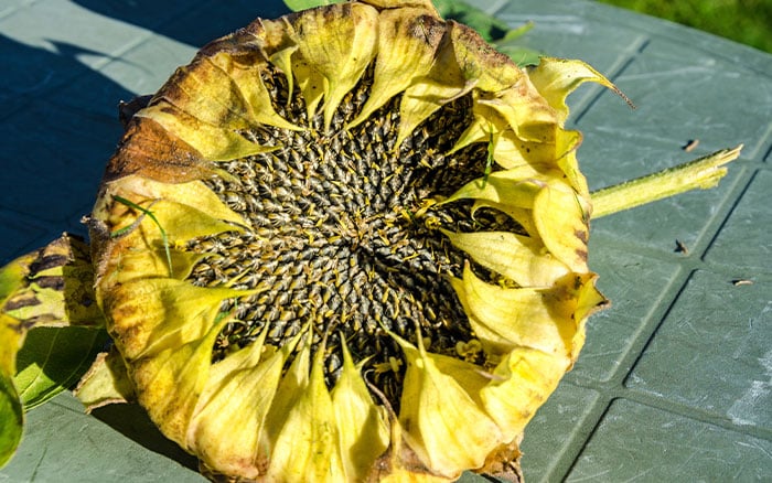 A deadheaded sunflower flowerhead
