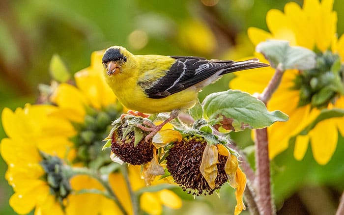 Bird resting on a sunflower flowerhead to eat the seeds