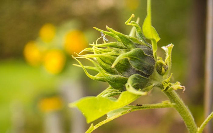 A growing sunflower plant