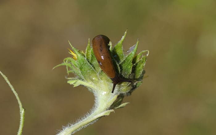 Slug on a common sunflower plant