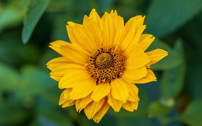 Smaller perennial sunflower variety