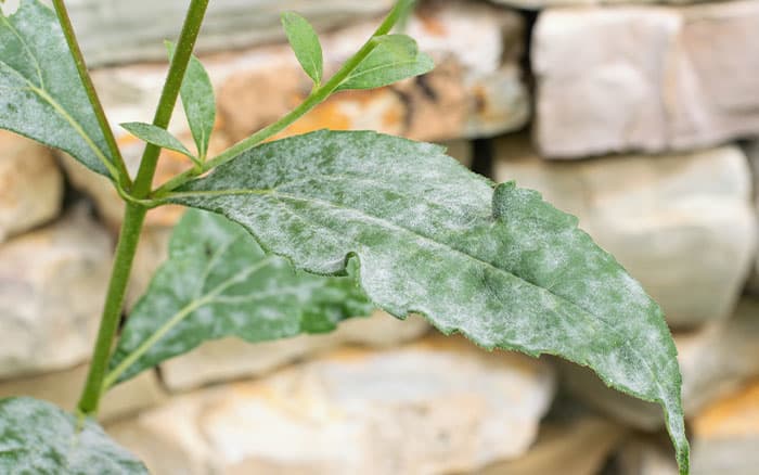 Plant leave that have been affected by mildew