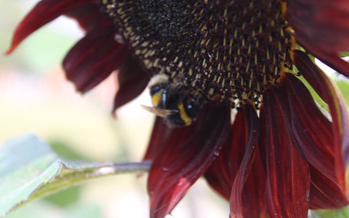 Bee on a sunflower