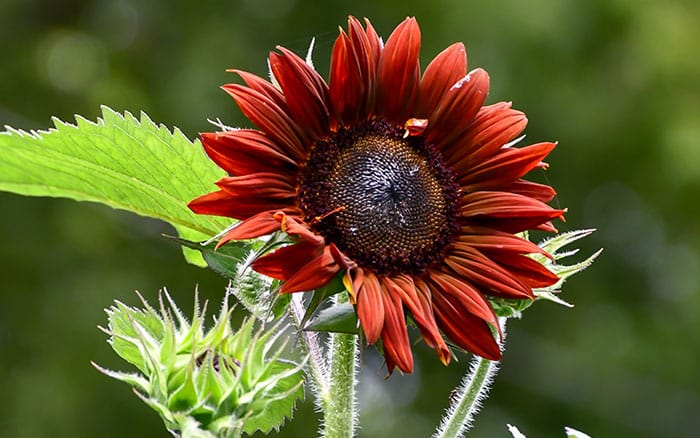 Ruby sunflower