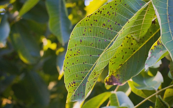 the effect of anthracnose on a leaf