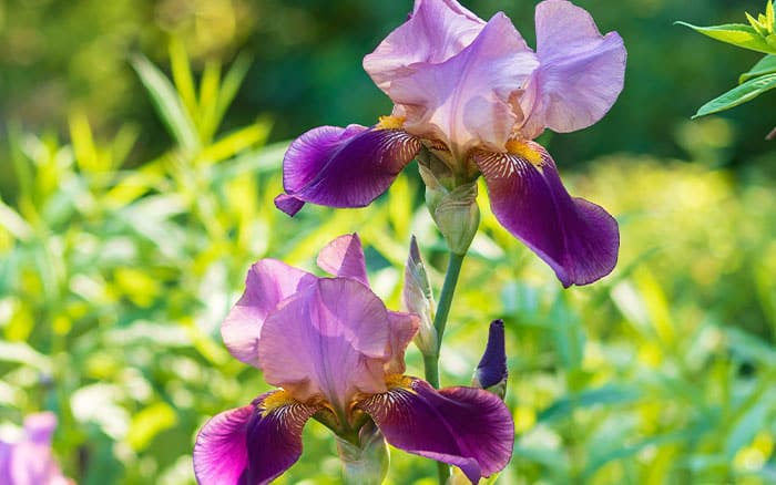 Bearded Irises