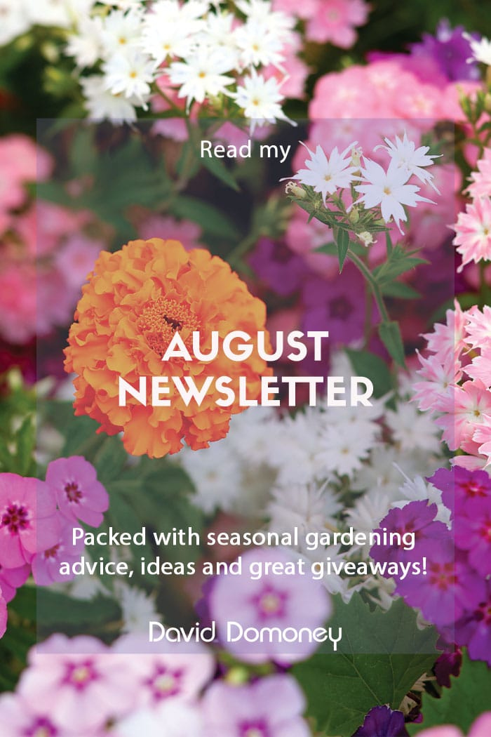 August newsletter feature