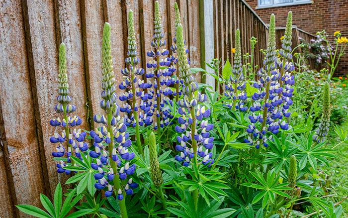 Border lupin