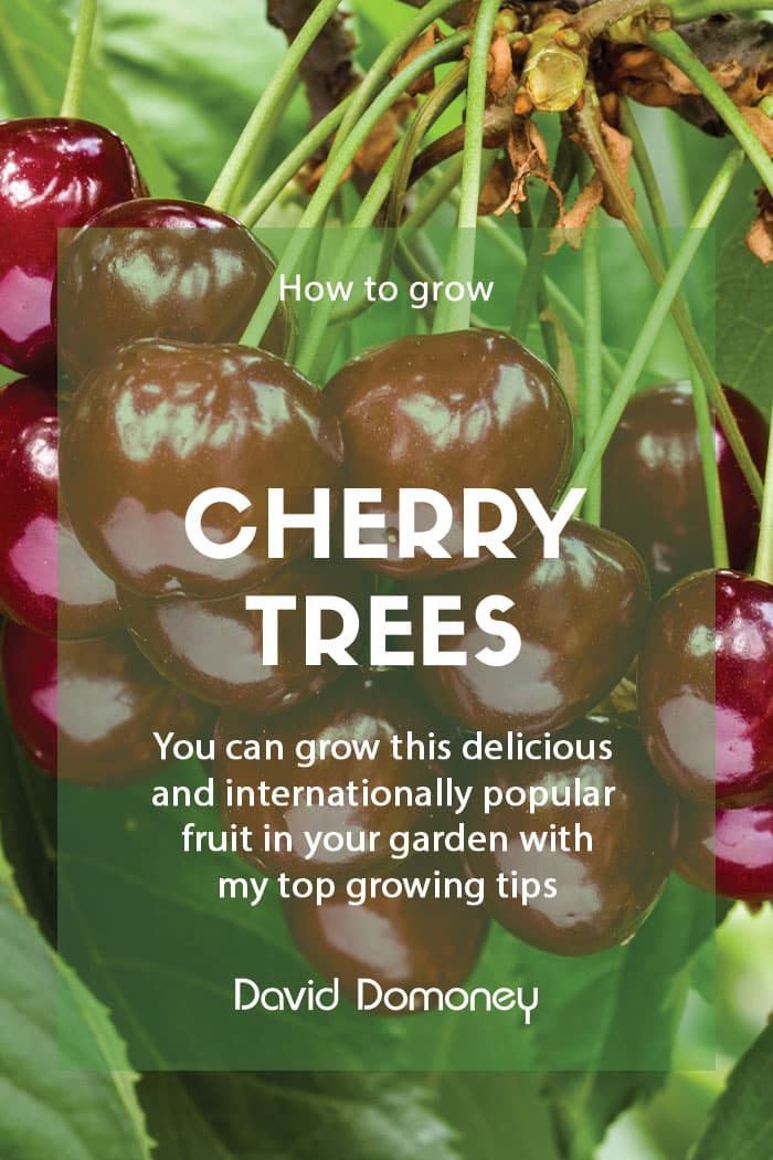 cherry tree feature