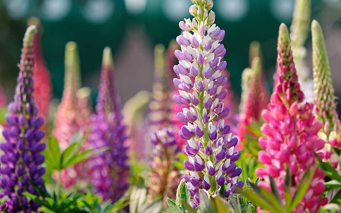 Colourful lupins