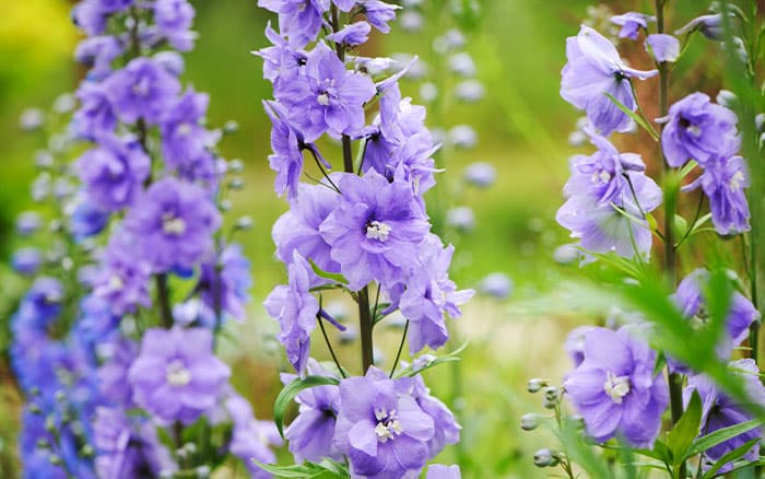 Delphiniums