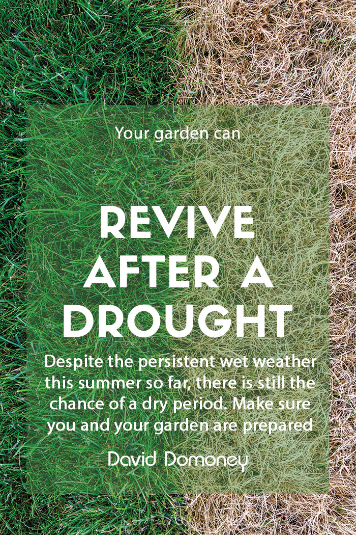 How to revive your garden after a drought feature