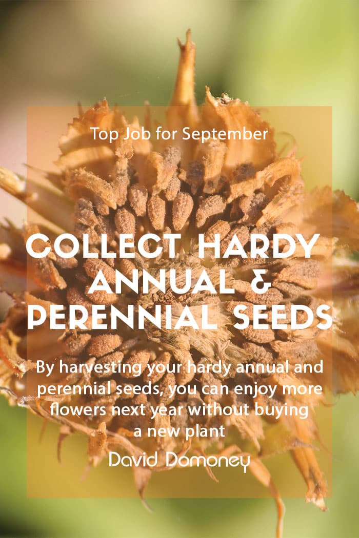 hardy annual and perennial seed collection