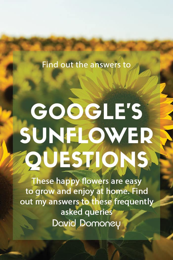 Google question sunflower feature