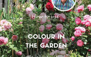 How to use colour in the garden