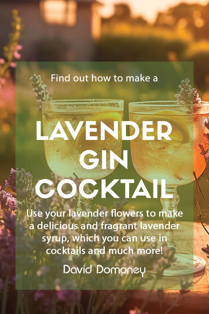 lavender gin cocktail feature